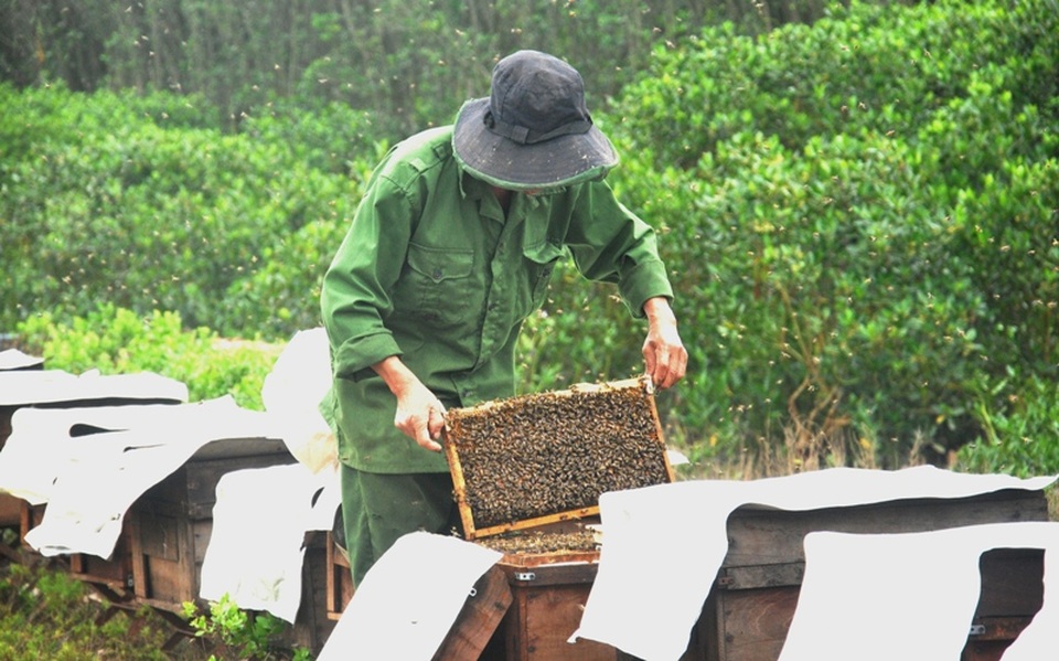 Nghề được rừng nuôi kiếm vài trăm triệu mỗi năm - 4 Nghề được rừng nuôi kiếm vài trăm triệu mỗi năm - 4