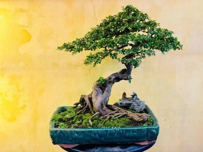 Nghệ thuật bonsai phố cổ - nét đẹp Hà Nội xưa và nay - Ảnh 1. Nghệ thuật bonsai phố cổ - nét đẹp Hà Nội xưa và nay - Ảnh 1.