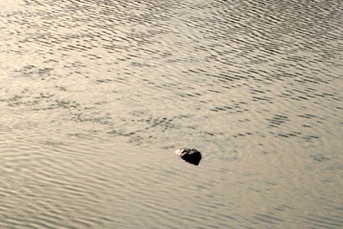 Nắng ấm, cụ Rùa nổi hàng giờ trên mặt nước