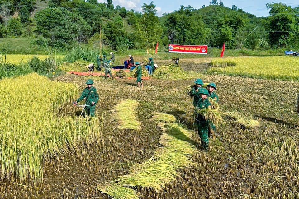 Hàng trăm tàu thuyền tìm nơi trú, nông dân gặt lúa chạy bão - 5