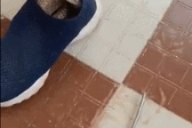 Kinh hãi phát hiện rắn hổ mang ẩn nấp trong chiếc giày