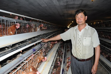 Thu lãi 3 tỷ mỗi năm từ nuôi gà theo công nghệ khép kín