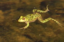 Tìm ra phương pháp làm mọc lại các chi của ếch sau khi bị cắt cụt