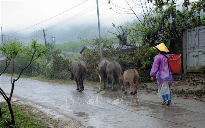 Người dân bản Tà Phềnh, xã Tân Lập (Mộc Châu, Sơn La) đưa đàn trâu vào chuồng để phòng, tránh rét