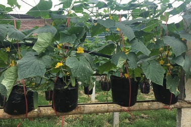 Trồng dưa leo treo lơ lửng, vườn nhìn đã đẹp còn thu hái hàng tấn trái