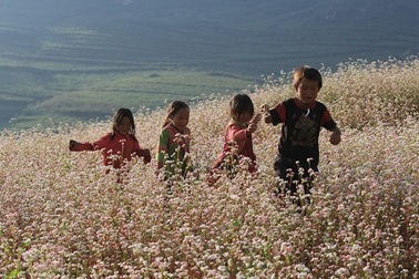 Quyến rũ Hà Giang mùa hoa tam giác mạch