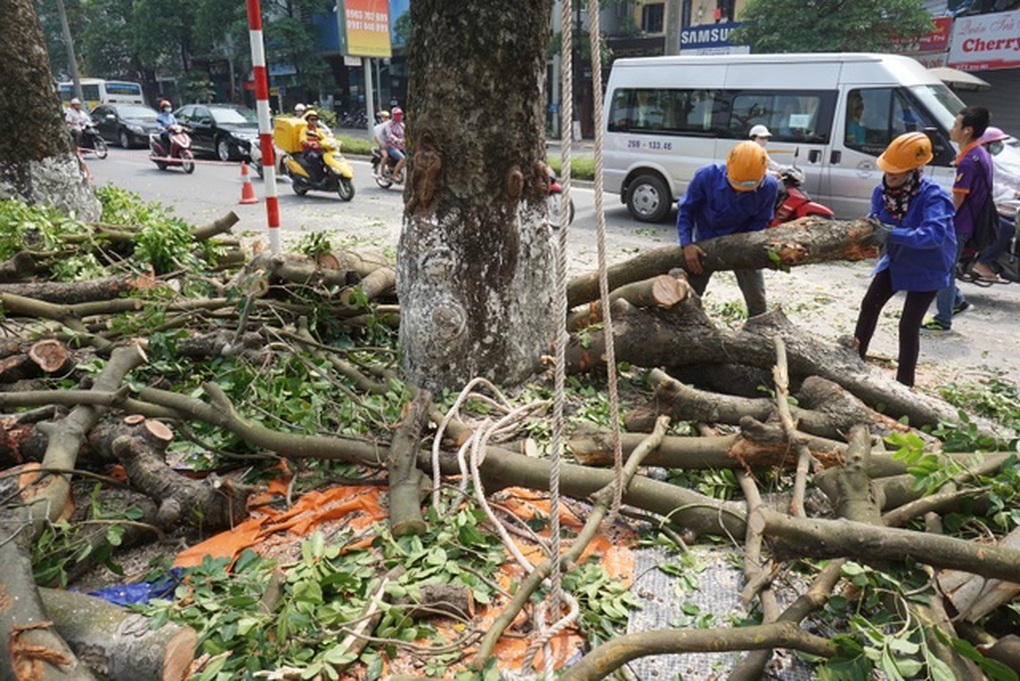 Quy định mới nhất về chặt hạ, dịch chuyển cây xanh ở Hà Nội - 1 Quy định mới nhất về chặt hạ, dịch chuyển cây xanh ở Hà Nội - 1