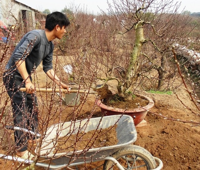 Nhật Tân: Các nhà vườn gấp rút chuẩn bị đào tết