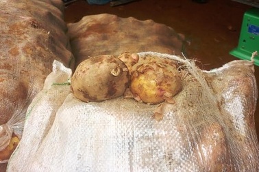 Dời lệnh cấm khoai tây Trung Quốc đến 1/11