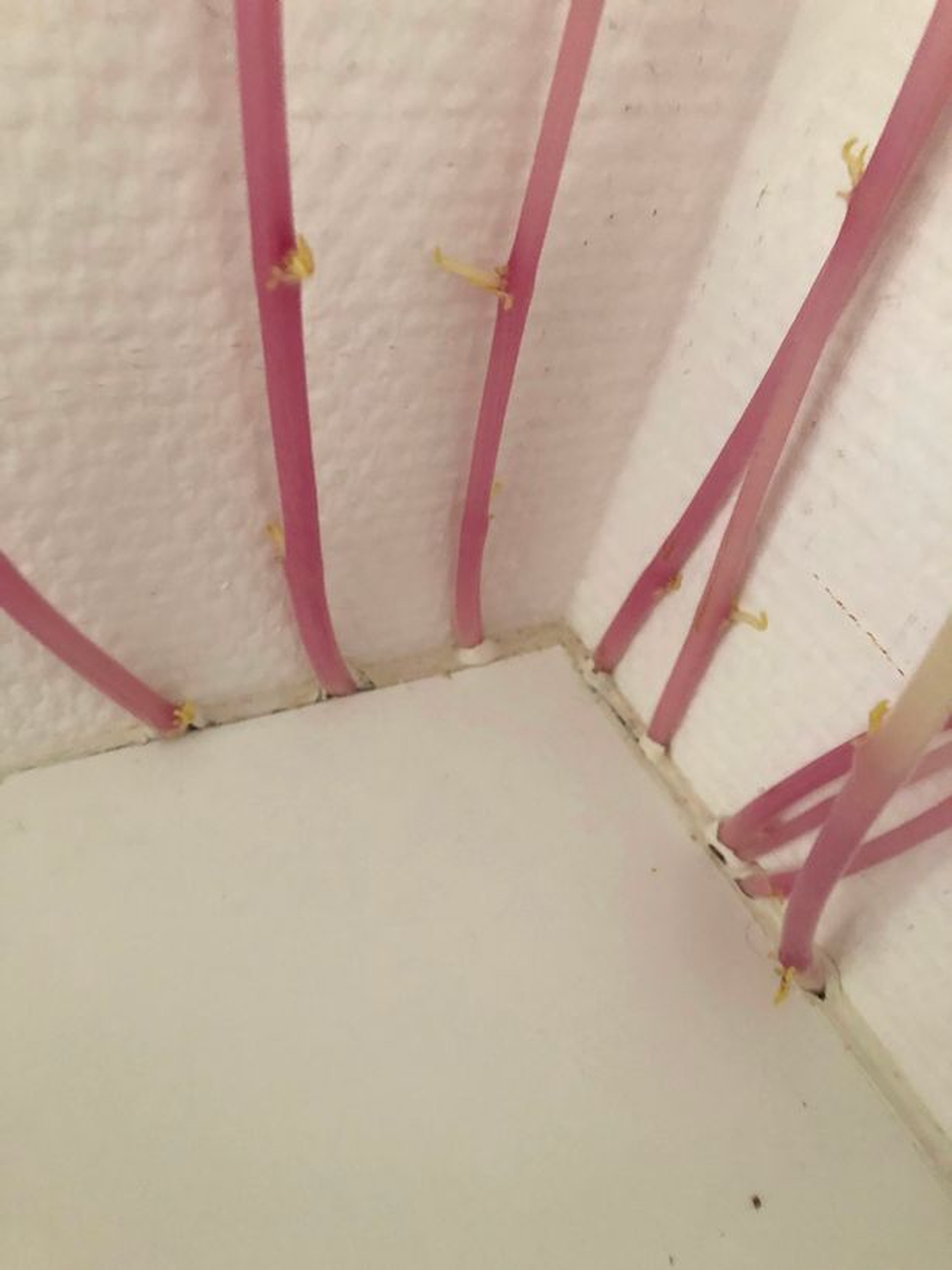 Mầm khoai tây “tấn công” căn hộ sau 3 tháng phong toả vì virus corona - 2