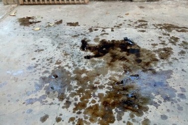 Lâm tặc lộng hành đe dọa, uy hiếp kiểm lâm trắng trợn