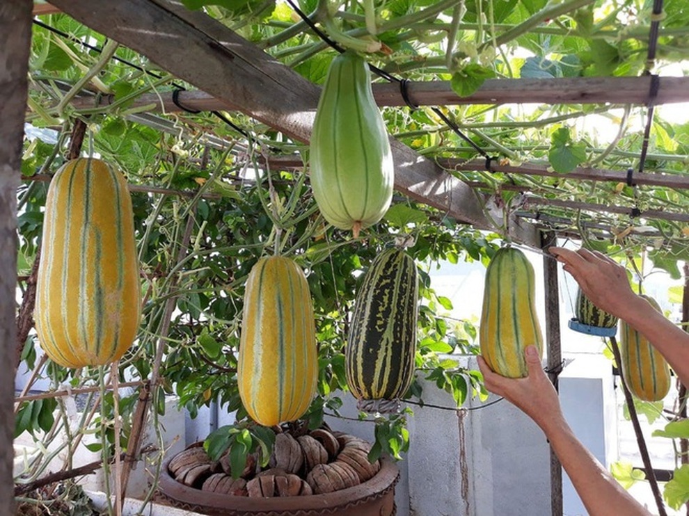 Khu vườn trên cao xanh tốt, vui tuổi già của những người phụ nữ Việt U70 - 10 Khu vườn trên cao xanh tốt, vui tuổi già của những người phụ nữ Việt U70 - 10