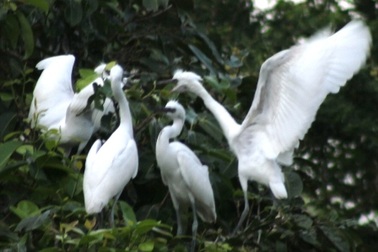 Hàng vạn con cò đủng đỉnh trong khu vườn “kỳ lạ”