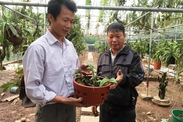 Giò lan đột biến gen giá 100 triệu hiếm có