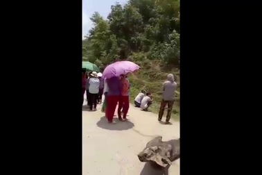 Người dân dựng lán ở đường để “xin đểu” tiền lái xe chở lợn