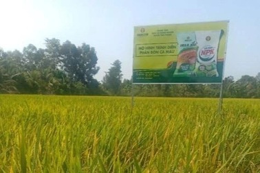 NPK Cà Mau - giải pháp canh tác cho nông dân