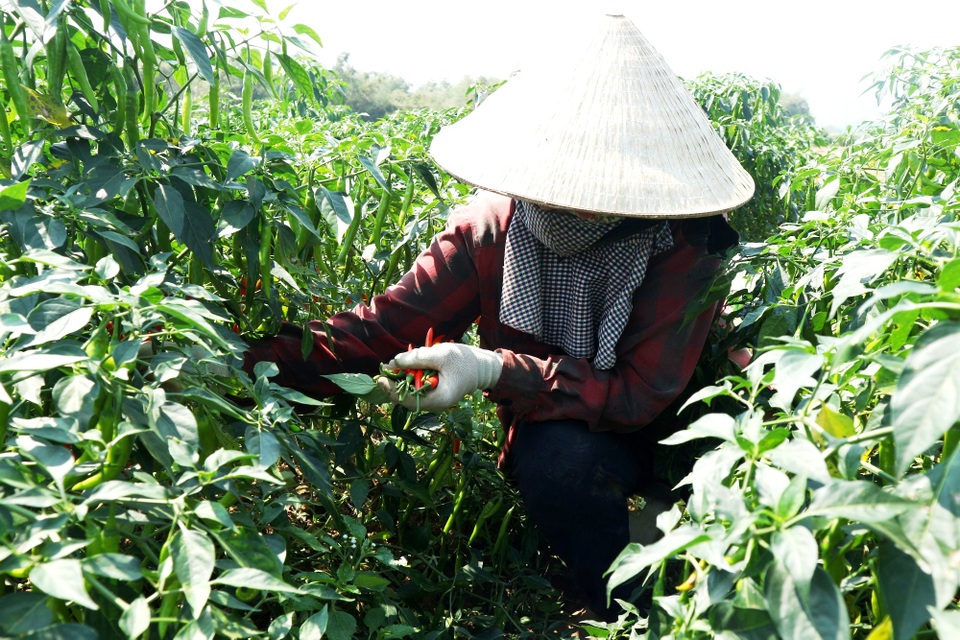 Nông dân đứng ngồi không yên vì ớt xuất khẩu rớt giá, đầu ra bấp bênh - 5 Nông dân đứng ngồi không yên vì ớt xuất khẩu rớt giá, đầu ra bấp bênh - 5