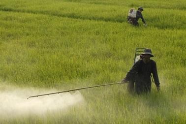 “Thanh lọc” đầu vào để gạo Việt vừa “ngon và bổ”