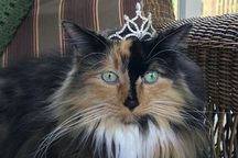 Thị trấn kỳ lạ bầu mèo, chó làm thị trưởng ở Mỹ