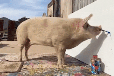 Chú lợn Pigcasso lập kỷ lục với bức tranh được trả giá hơn 600 triệu đồng
