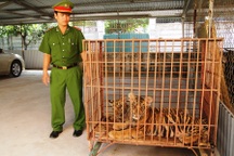 Phát hiện hai cá thể hổ nuôi nhốt trong nhà dân