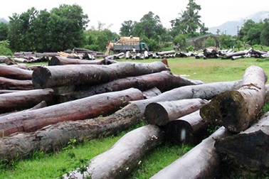 Quảng Bình cho phép khai thác 13.000 m3 gỗ rừng tự nhiên