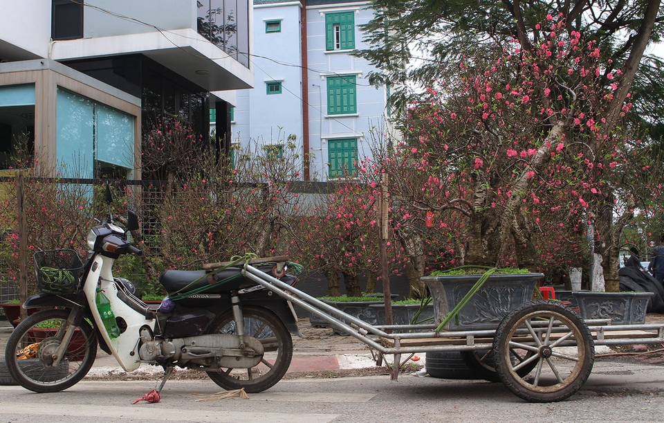Xe ôm bỏ việc chở người, chuyển hướng chở đào, quất thu tiền triệu - 1 Xe ôm bỏ việc chở người, chuyển hướng chở đào, quất thu tiền triệu - 1