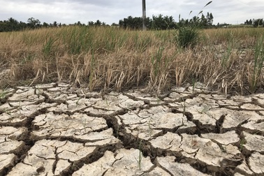 Long An "xin" Trung ương 170 tỷ đồng để chống xâm ngập mặn