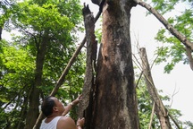 Cảnh chết mòn của hàng cây cổ thụ bị di dời để thi công metro Nhổn - Ga Hà