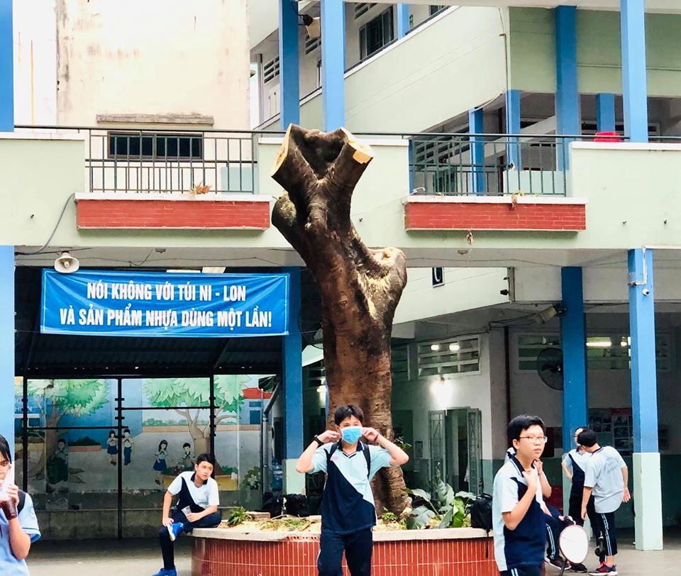 Sau vụ cây phượng bật gốc, Trường THCS Bạch Đằng cắt bỏ nhiều cây xanh - 2 Sau vụ cây phượng bật gốc, Trường THCS Bạch Đằng cắt bỏ nhiều cây xanh - 2