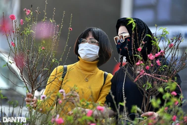 Nắng ấm, người Hà Nội háo hức "săn" đào nở sớm chơi Tết Dương lịch