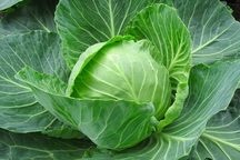 Công dụng bất ngờ của bắp cải giúp ngừa ung thư