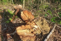 Cận cảnh cánh rừng phòng hộ bị cán bộ câu kết "bán non"