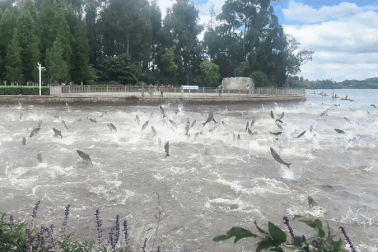 Nghìn con cá nhảy loạn trên mặt nước gây xôn xao: Chuyên gia nói gì?