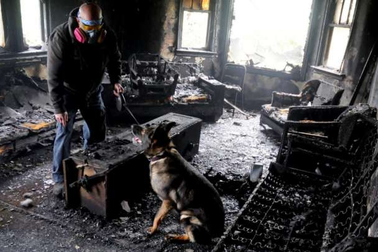 Chó có thể đánh hơi được mùi xăng dù chỉ có một lượng siêu nhỏ