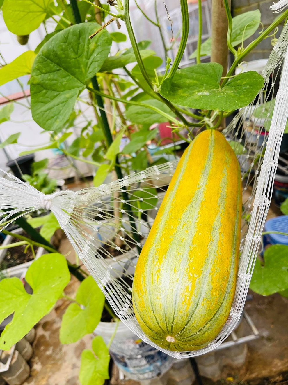 Vườn trồng rau, nuôi cá đẹp như tranh của người chồng tặng vợ ở Đồng Nai - 10 Vườn trồng rau, nuôi cá đẹp như tranh của người chồng tặng vợ ở Đồng Nai - 10