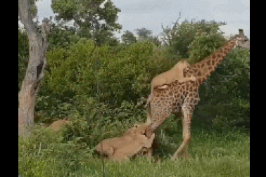 Hươu cao cổ thoát cuộc tấn công của bầy sư tử nhờ quyết tâm không gục ngã