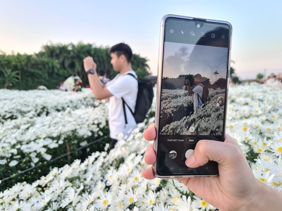Hải Phòng: Check-in những vườn cúc họa mi đẹp đến nao lòng cùng giới trẻ - 6 Hải Phòng: Check-in những vườn cúc họa mi đẹp đến nao lòng cùng giới trẻ - 6