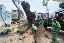 Đốn gần 100 cây xanh để mở rộng đường vào sân bay Tân Sơn Nhất