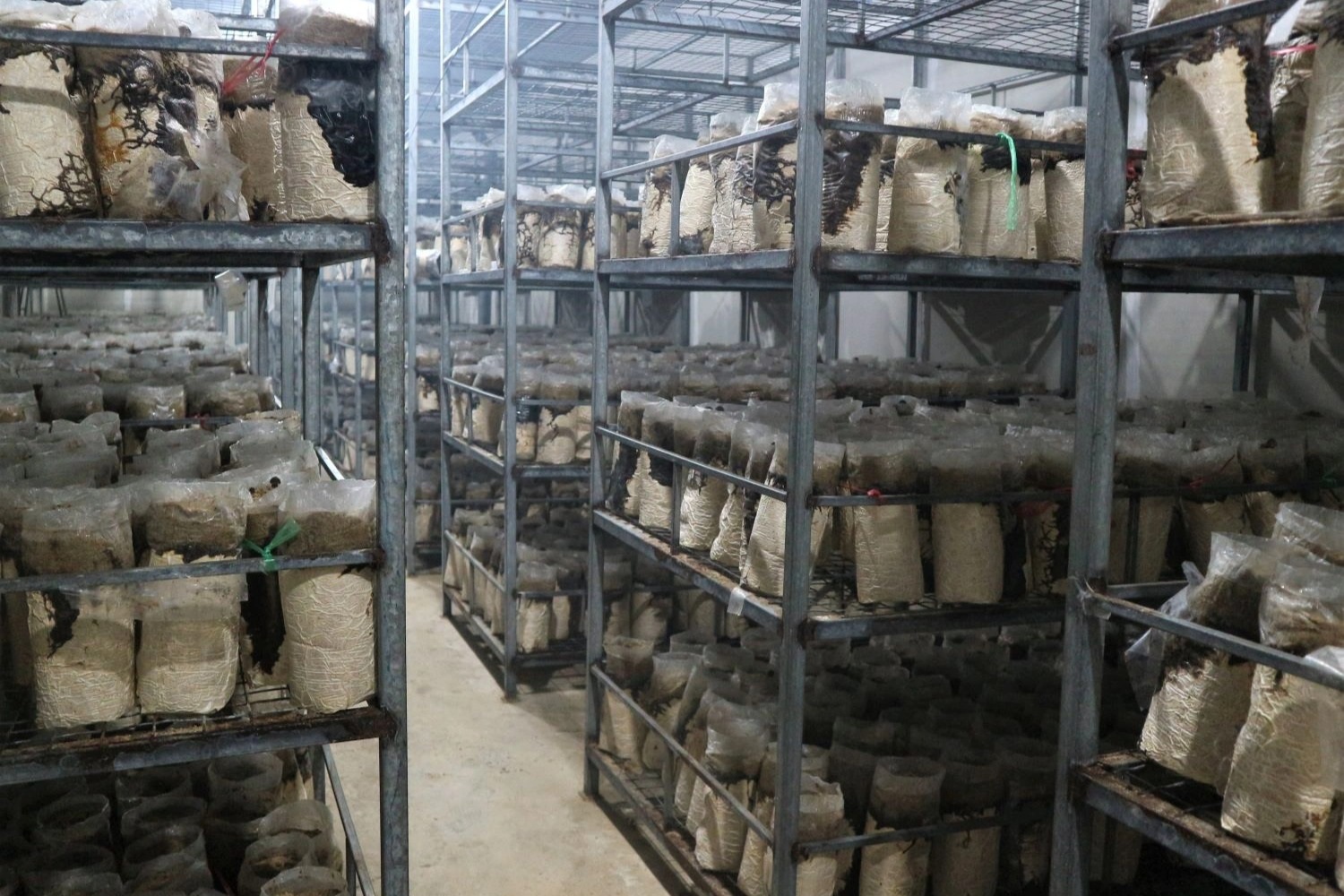 Trồng loại nấm mới và khó tính, nông dân có thu nhập ổn định - 2 Trồng loại nấm mới và khó tính, nông dân có thu nhập ổn định - 2