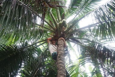 Thán phục người đàn ông bị cụt 2 chân vẫn đào đất, leo dừa thoăn thoắt