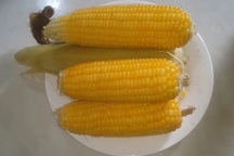 Vì sao thanh niên đi mua bắp bị đề xuất phạt tới 3 triệu đồng?