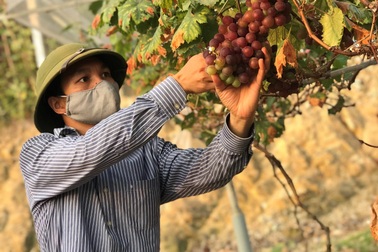 Chàng kỹ sư bỏ việc lương cao về quê khởi nghiệp với hàng nghìn gốc nho Mỹ