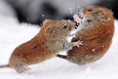 Tuyển tập hình ảnh khoa học, thiên nhiên ấn tượng tuần qua