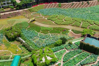 Hà Nội: Thung lũng hoa Hồ Tây “mọc” trái phép trên đất dự án