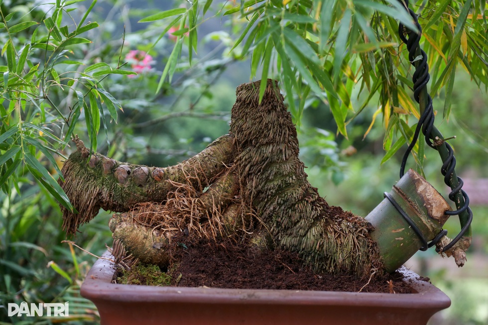 Gặp chủ nhân chậu tre bonsai đặt trong tiệc trà Tổng Bí thư - 3