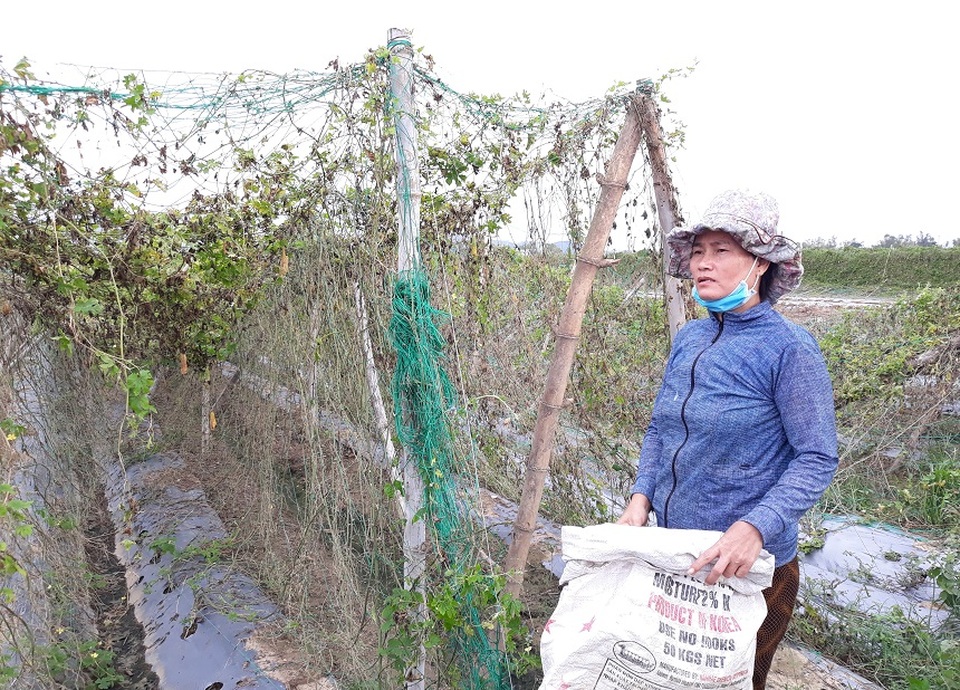 Người trồng rau gượng dậy sau bão chuẩn bị cho vụ Tết Nguyên đán - 3 Người trồng rau gượng dậy sau bão chuẩn bị cho vụ Tết Nguyên đán - 3