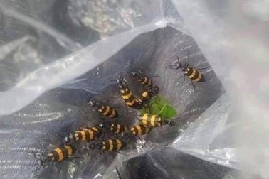 Gia Lai: Xuất hiện thương lái mua sâu ba sọc với giá hơn 1,5 triệu đồng/kg