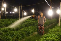 Quảng Ngãi: Chong đèn "đánh thức" hoa cúc chuẩn bị đón Tết Nguyên Đán