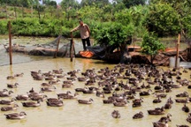Thu tiền tỷ mỗi năm từ nuôi vịt trời